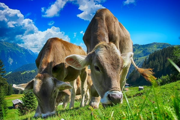 cows-2641195